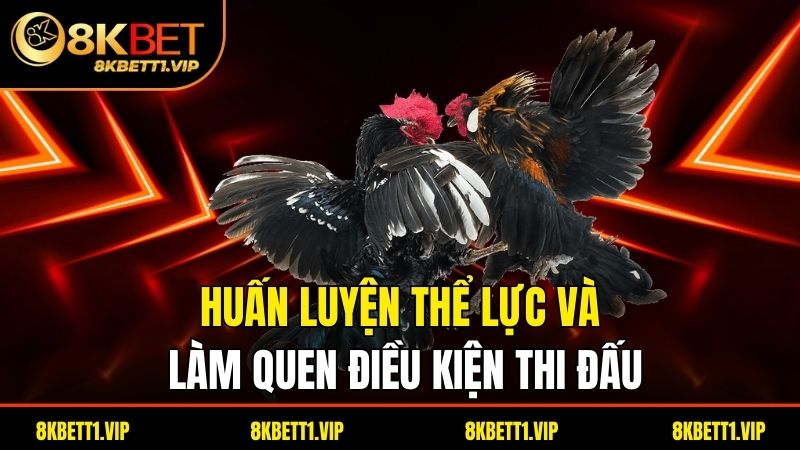 Cách Chọn Gà Đá Chuẩn – Bí Quyết Chọn Gà Chiến Đẳng Cấp 3 Huấn luyện thể lực và làm quen điều kiện thi đấu