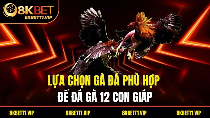 Đá Gà 12 Con Giáp - Khám Phá Thú Vị Trong Văn Hóa Việt 3 Lựa chọn gà đá phù hợp để đá gà 12 con giáp
