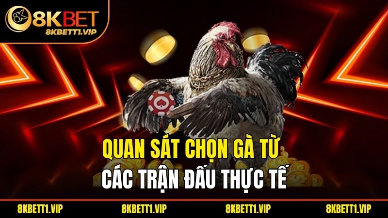 Cách Chọn Gà Đá Chuẩn – Bí Quyết Chọn Gà Chiến Đẳng Cấp 2 Quan sát chọn gà từ các trận đấu thực tế