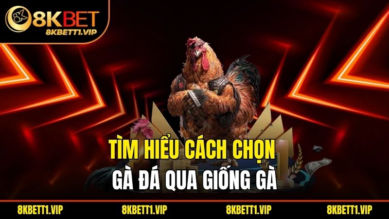 Cách Chọn Gà Đá Chuẩn – Bí Quyết Chọn Gà Chiến Đẳng Cấp 1 Tìm hiểu cách chọn gà đá qua giống gà